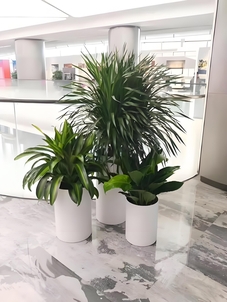 紧跟潮流！宁波镇海盆景出租设计惊艳来袭